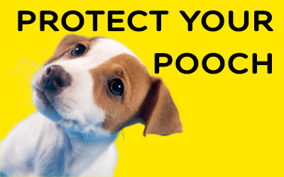 Protect your pooch